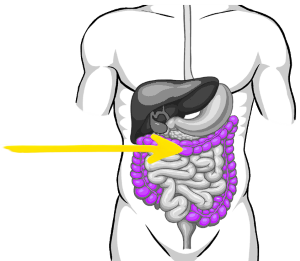 Elixa Probiotic | Ultra High Strength Probiotic