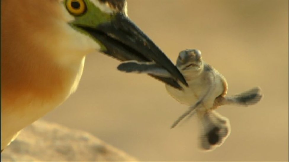 Baby Turtle