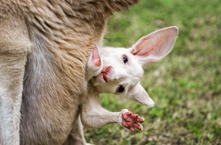 The joey is in the mother kangaroo's pouch for about eight months, depending on the species. Sometimes a mother kangaroo will have two young of two different ages in her pouch at the same time. Perth, Western Australia, 2012.